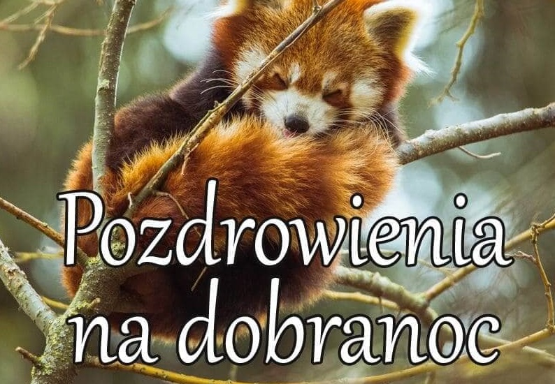 Lisek z pozdrowieniami na dobranoc